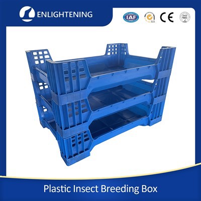 Pudełko z larwami much czarnego żołnierza